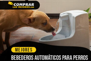 Los Mejores Bebederos Automáticos Para Perros para dosificar el agua durante el día