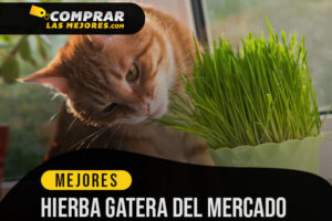 Las Mejores Hierbas Gateras para Mantener a tu Mascota Sana y Tranquila