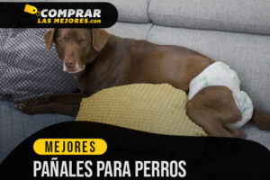 Los Mejores Pañales Para Perros que te ayudarán a evitar desastres