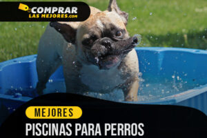 Las Mejores Piscinas Para Perros para que tus Mascotas se Refresquen