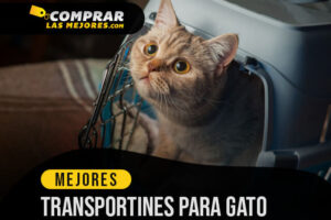 Los Mejores Transportines Gato para Viajar con tu Mascota sin Preocupaciones